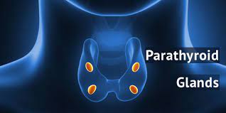 Parathyroid Disease (Hyperparathyroidism) treatment in India