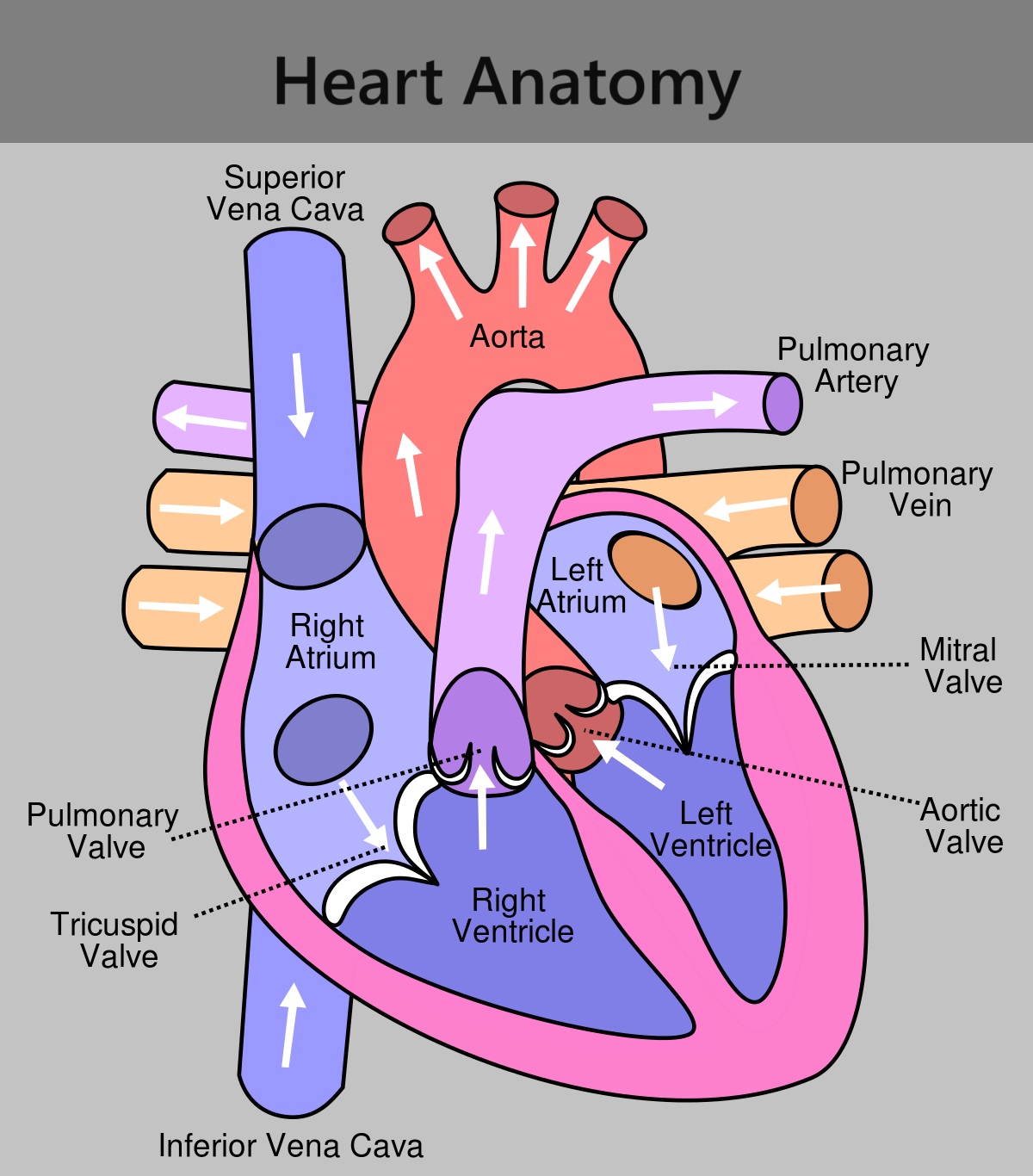 Heart Anatomy | Heart Valve in human body