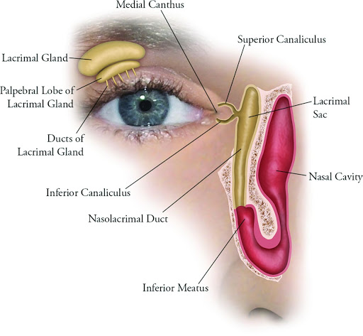Ocuplasty Surgery cost in India