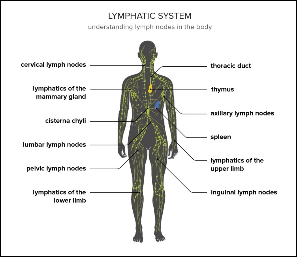 lymphatic system | Best hospital for lymphatic leg surgery in India